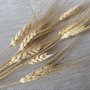 Wheat- Bearded Triticum Bundle (Preserved)